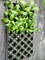 Khay đựng cây con bằng nhựa 32 lỗ Hoa và cây trồng Hộp nhựa Khay di động