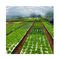 160 lỗ nổi EPS EPP Foam Board để trồng rau củ màu trắng