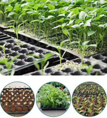 Thang gieo hạt giống, thang tế bào, máy trồng, chậu gieo hạt giống, ly gieo hạt giống, hộp gieo hạt giống - tất cả đều dành cho hạt giống đa chức năng và trồng cây gieo rau và cây mọt.