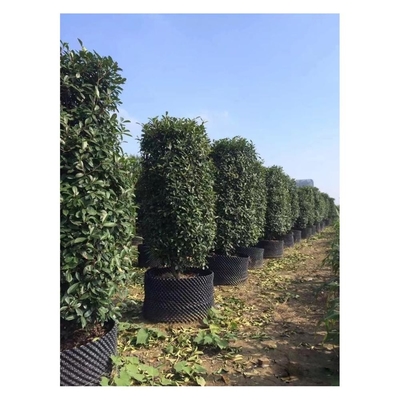 Tùy chỉnh nhựa Air cắt tỉa Root Pot Big Plant Pot hình dạng xi lanh