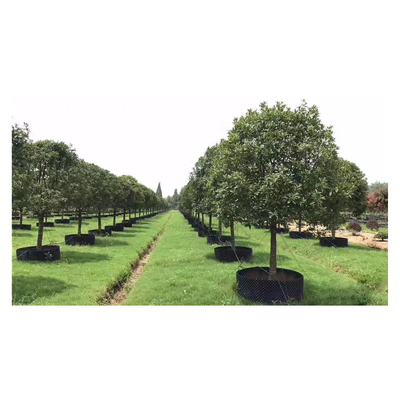 Tùy chỉnh nhựa Air cắt tỉa Root Pot Big Plant Pot hình dạng xi lanh