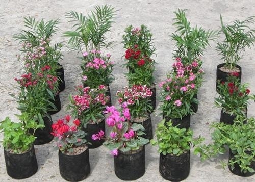 Hệ thống trồng thủy văn túi trồng nhựa mềm tạo ra hoa hoa peony túi nuôi