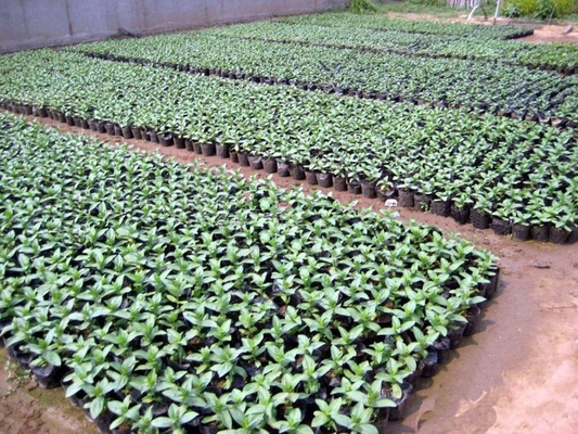 Hydroponic Soft Plastic Plant Pot Watercress Pot Trọng lượng nhẹ