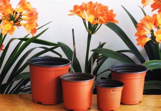 bán nóng hộp tròn mềm hydroponic tươi hoa nồi chống lão hóa