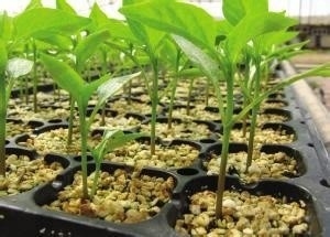 HDPE UV ổn định nhựa nấm nấm nấm