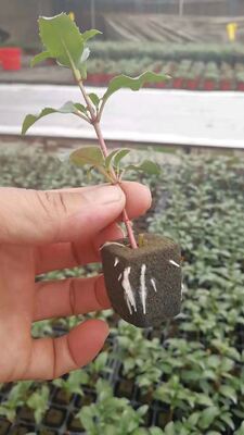 32, 50, 98, 108, , 200 Khay ươm cây, khay ươm cây, giá đỡ cây con